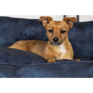 Scruffs & Tramps Dog Bed Kensington M - Navy | Hipomarket